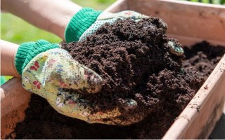 蓮藕怎么種植，深翻土壤施入肥料、按適宜株行距挖穴后再栽植子藕
