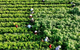 種植什么藥材能賺錢，可以選擇桔梗、金銀花、枸杞等