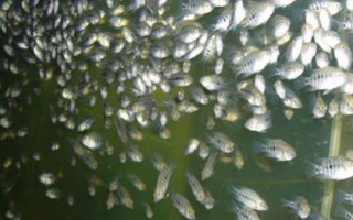 親親魚的產(chǎn)地，主產(chǎn)于泰國(guó)、中東地區(qū)、西雙版納等地方