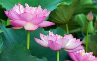 養(yǎng)殖荷花需要經(jīng)常曬太陽嗎，是喜陽的植物需要全日照