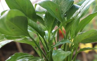 白掌的栽培管理方法，生長期間應經常保持盆土濕潤