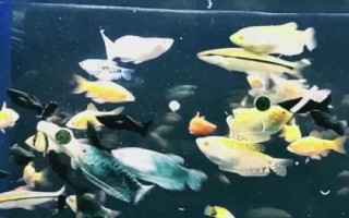 多巴鹽對魚是否真實有效，具有促食效果