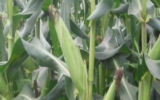 華良白甜糯1號玉米種子特點，適宜密度為每畝3500株左右