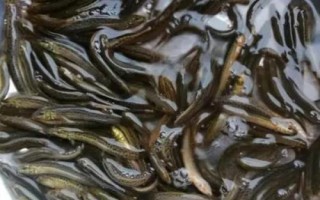 捉泥鰍絕招，可采用網(wǎng)捕法、籠捕法和挖捕法