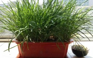 用塑料盆種菜有沒(méi)有毒，蔬菜的根系無(wú)法吸收其中的有毒物質(zhì)