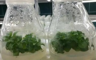 繡球花怎么繁殖，可分株也可壓條繁殖