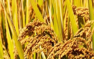 新稻58號水稻種子特點，播種量每平方米300克