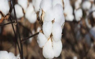 冀農大43號棉花種子簡介，高抗枯萎?。ú≈?.84）