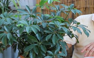 鵝掌木怎么養(yǎng)，每隔5-10天給植株澆水一次