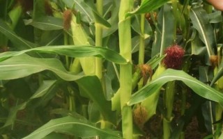 脆甜168玉米品種的特性，高抗瘤黑粉病
