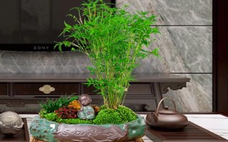 竹子的寓意，象征著自強(qiáng)不息精神的人