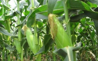 鄭農(nóng)7278玉米種子特點(diǎn)，夏播生育期98天