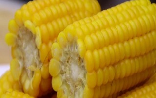 玉龍一號玉米品種的特性，高抗莖腐病(3.7%hr)