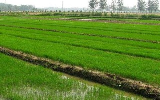 黃廣華占1號水稻種子特點，晚造種植應(yīng)及早播種