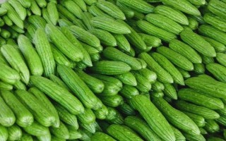 種植苦瓜的時間和方法，北方地區(qū)3-4月份可在棚內(nèi)育苗、長江流域在3月份播種