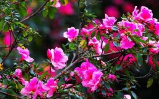 杜鵑花有毒嗎，有一定毒性