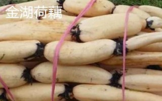 江蘇省金湖縣的特產(chǎn)，白馬湖大閘蟹遠(yuǎn)銷四方