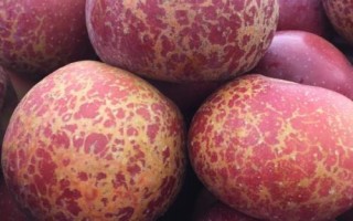 大涼山丑蘋果有幾個(gè)品種，主要有嘎啦、紅將軍、紅富士這3個(gè)品種
