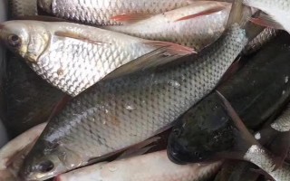 鯪魚簡(jiǎn)介，是常見(jiàn)的中下層淡水魚類