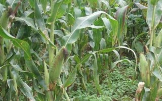 秦糧302玉米種簡介，適宜播種期4月下旬-5月上旬