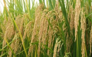 永興優(yōu)香粘水稻種子特征特性，每畝有效穗數(shù)16.6萬