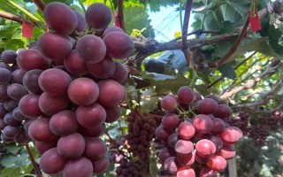 遼寧遼陽(yáng)市有什么特色水果，有燈塔葡萄、前杜草莓等