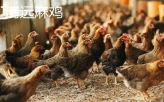 麻雞的品種有哪些，根據(jù)市場需求選擇飼養(yǎng)品種