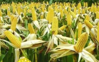 美迪糯206玉米品種簡(jiǎn)介，該品種屬中熟雜交糯玉米