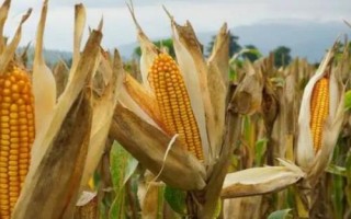 鋒玉201玉米種子特征特性，最適宜播種期為春播