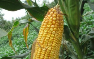 登海682玉米品種的特性，適宜密度為每畝4500株左右