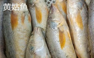 黃花魚是不是海魚，屬于海魚
