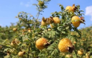 刺梨的種植技術，繁殖方法主要有播種和扦插兩種