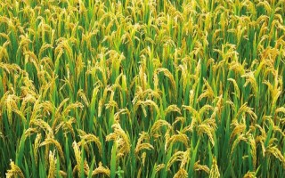 鹽稻10號水稻品種的特性，該品種在沿淮作一季中粳種植