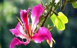 紫荊花的花語，寓意繁榮、壯觀、奮進