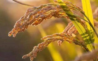 黃廣華占1號水稻種子特點，晚造種植應(yīng)及早播種