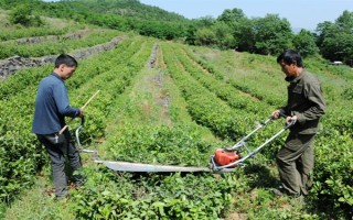 怎么防治茶輪斑病，茶園應避免捋采或強采