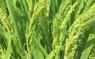 天優(yōu)596水稻種子特征特性，每畝有效穗數(shù)16.5萬