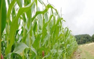 稷秾95玉米種子特征特性，中抗大斑病（5MR）
