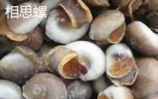 江蘇南通市如東縣的特產(chǎn)，如東條斑紫菜暢銷各地