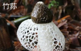 竹蓀和羊肚菌的區(qū)別，科屬、外觀和生長環(huán)境均不同