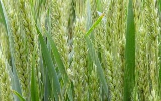 鑫麥296小麥種子特征特性，每畝基本苗15～18萬