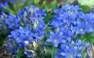 龍膽適合用什么土種植，富含腐殖質(zhì)的壤土或沙壤土種植為佳