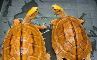 金錢龜可以私人養(yǎng)嗎，沒有許可證是不能養(yǎng)殖的