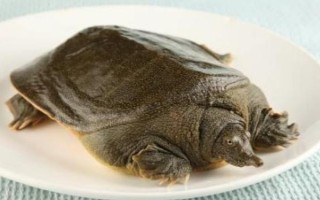 甲魚夜間的活動規(guī)律，夜間活動較為頻繁