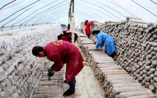 平菇銹斑病怎么防治，需通風降濕、噴施石灰水或漂白粉溶液