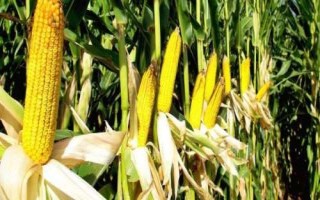 利合721玉米品種的特性，5月中上旬播種