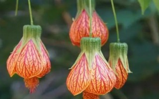 盆栽網(wǎng)紋懸鈴花的方法，在春秋季節(jié)栽種為佳