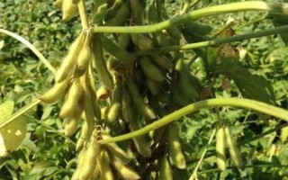濮豆820大豆品種的特性，中抗花葉病毒病7號(hào)株系
