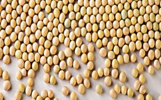 佳豆45大豆種子特征特性，低肥力地塊4萬株