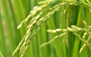 19香水稻種簡(jiǎn)介，全生育期117.3天
